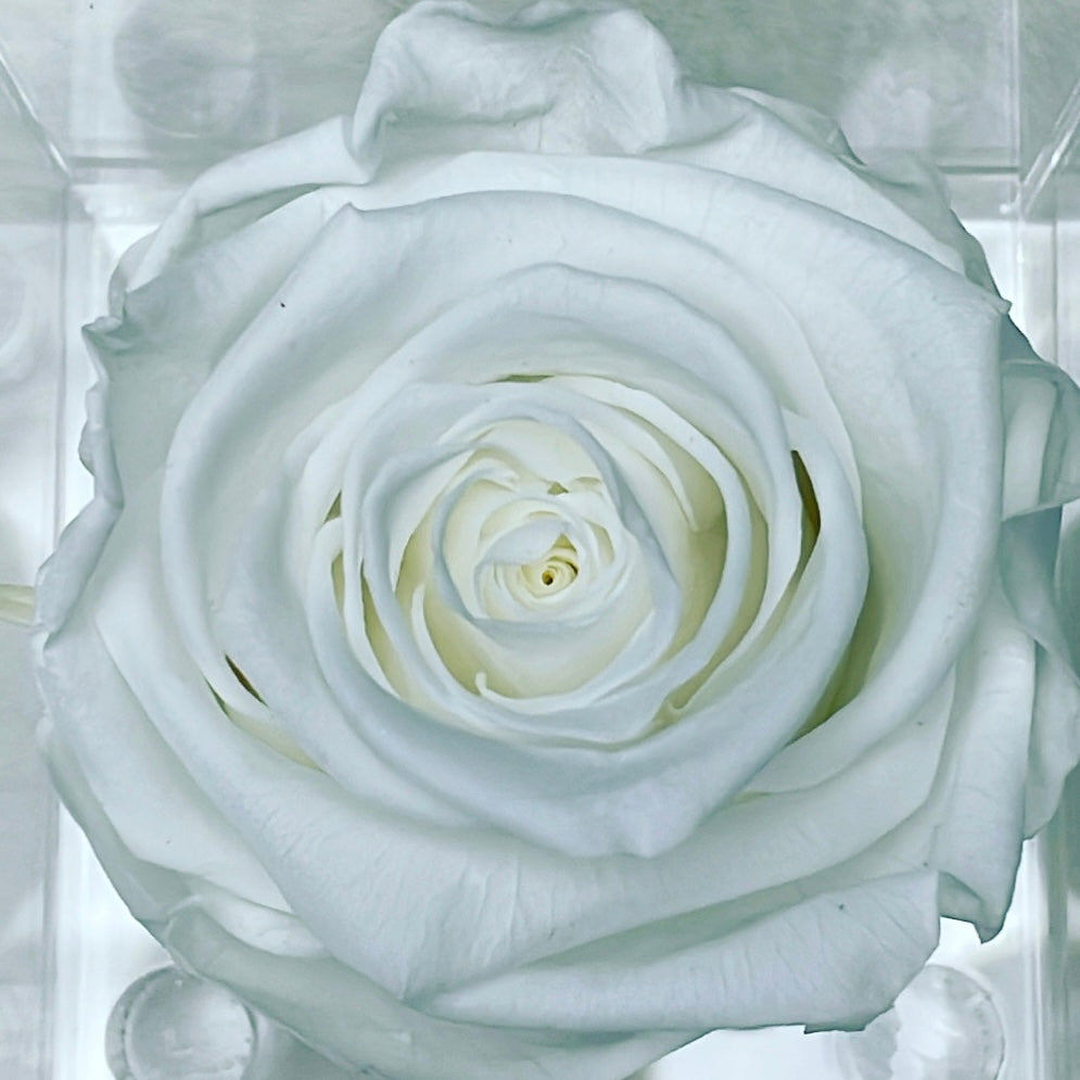 PERSONALIZED FOREVER ROSE