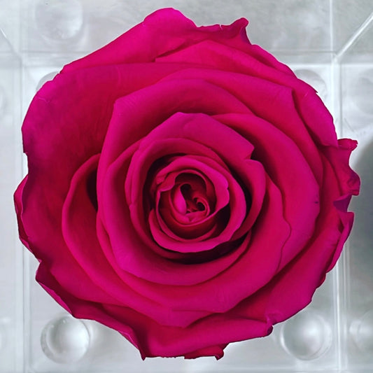 PERSONALIZED FOREVER ROSE